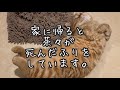 家に帰ると茶々くんが死んだふりをしています。