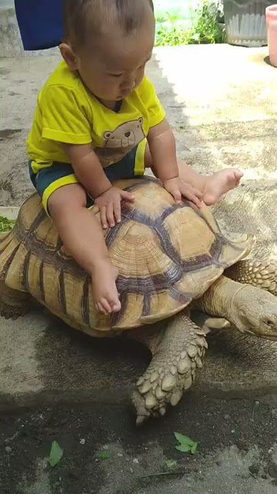 Naik Kura Kura SULCATA