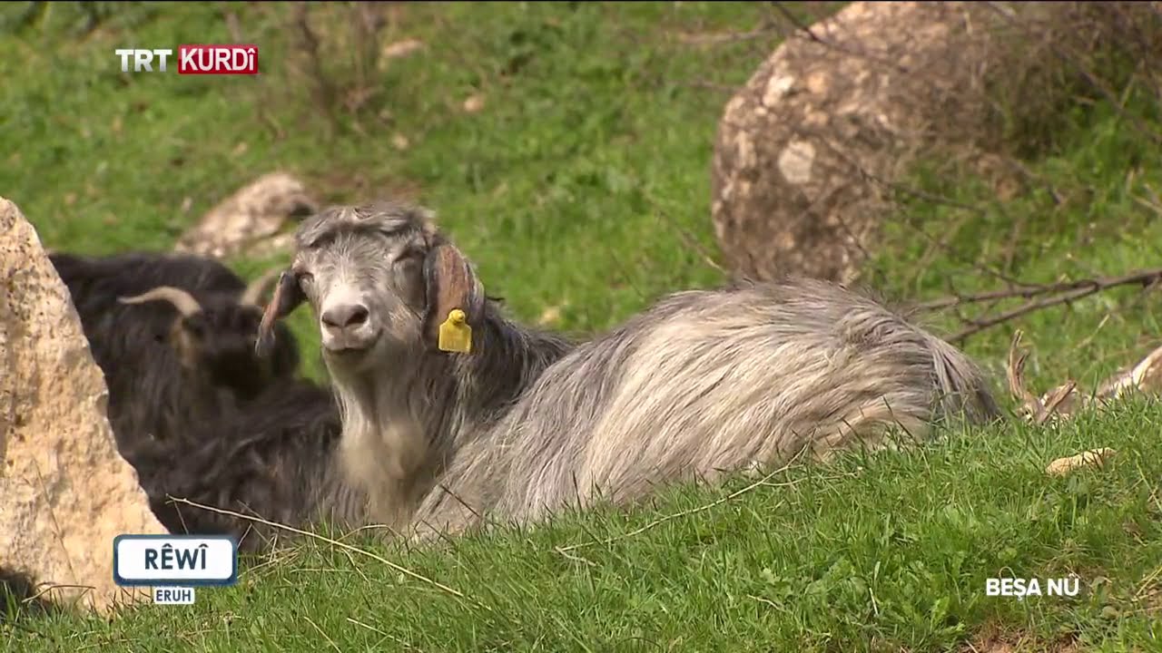 Rêwî - Beşa 269.(Siirt)