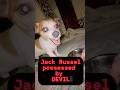 I THINK MY JACK RUSSEL POSSESSED BY DEVIL ! MY DOG ITS DEMON !