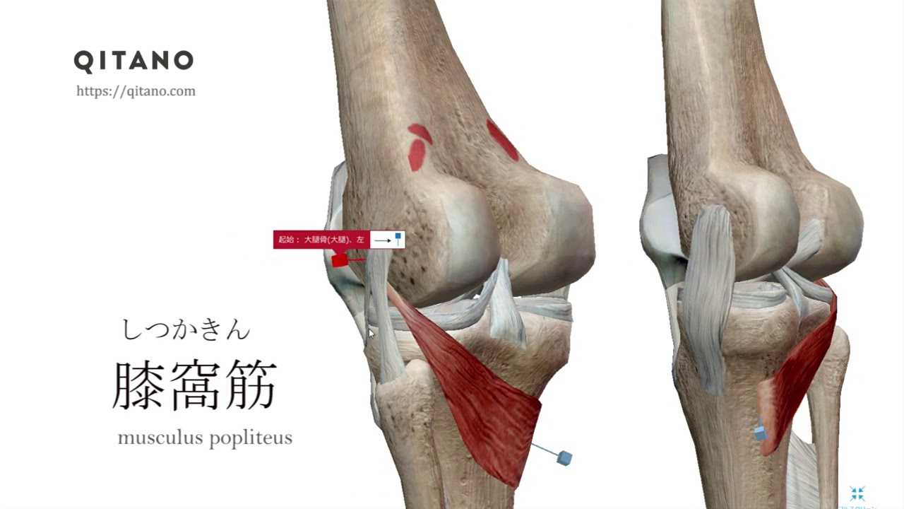 膝窩筋 しつかきん ストレッチ方法 起始停止 働き Qitano キタノ カラダづくりラボ