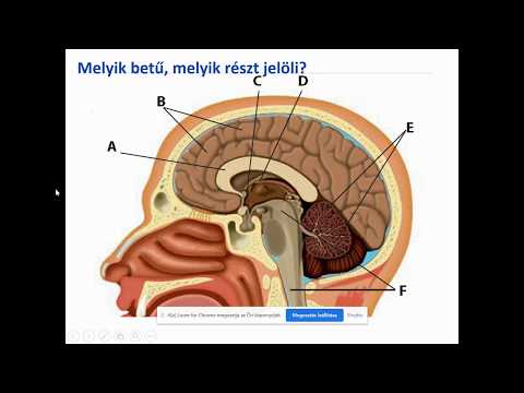 Videó: Femorális Oldalsó Ideg Anatómia, Funkció és ábra - Test Térképek