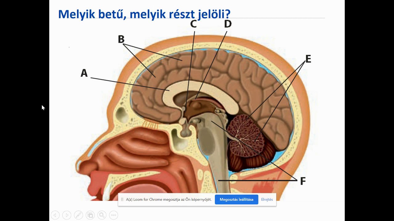 emberi látástechnika)