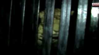 Video: Leopard attacking people in Indian city