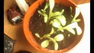 wild daisies 8hrs45mins in 50secs