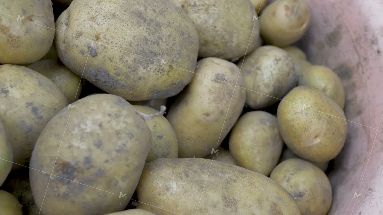 White potato variety in bowl