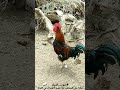 صوت الديك الاحمر البلدي