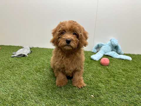 Video Cavapoo