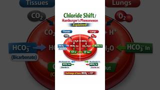 Chloride Shift Explained | Hamburger’s Phenomenon in RBCs #Physiology #Biochem #MedShorts video! 101