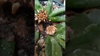 Part-1 Glottiphyllum Depressum Tongue Plant Seed Harvest- Opening Of Seedpod.