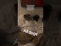 #viral myfurrybabies TikTok
