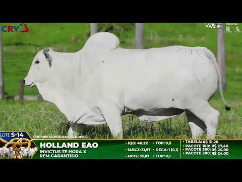 LOTE S14   HOLLAND EAO   EAO C 3824