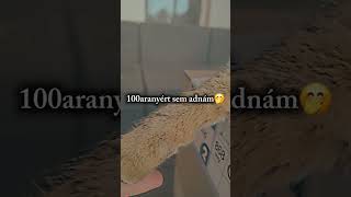 100 aranyért sme adom🐱😗