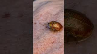 Color changing golden tortoise beetle Playa del Carmen Mexico wild tropical insect life #nature #bug