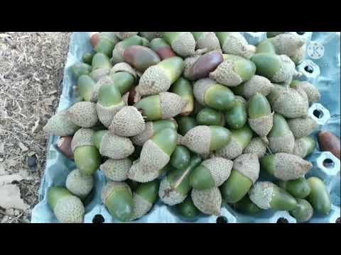 نهار رائع في الغابة مع موسيقى من أروع الطربيات العربية بدون حقوق الطبع و النشر