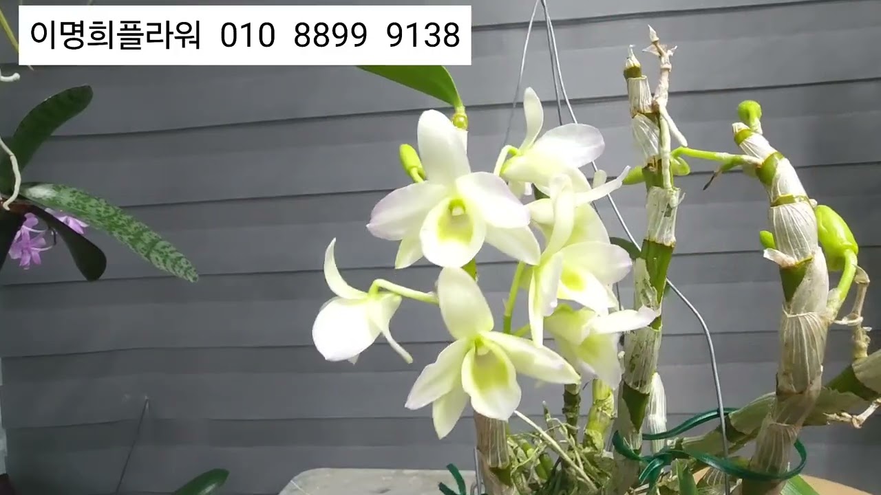 2026.1.27  이명희플라워  대명석곡 덴드로비움