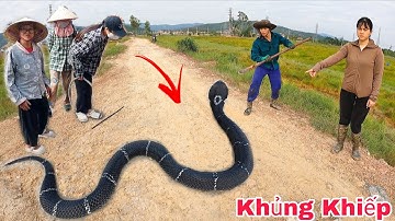 Cuộc Gọi Khẩn Cấp Của Bà Cụ 60 Tuổi Hoảng Sợ Khi Phát Hiện 2 Con Rắn Hổ Mang Ngoài Cánh Đồng