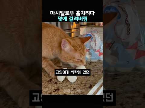 마시멜로우 훔치려다 덫에 걸려버림 thumbnail