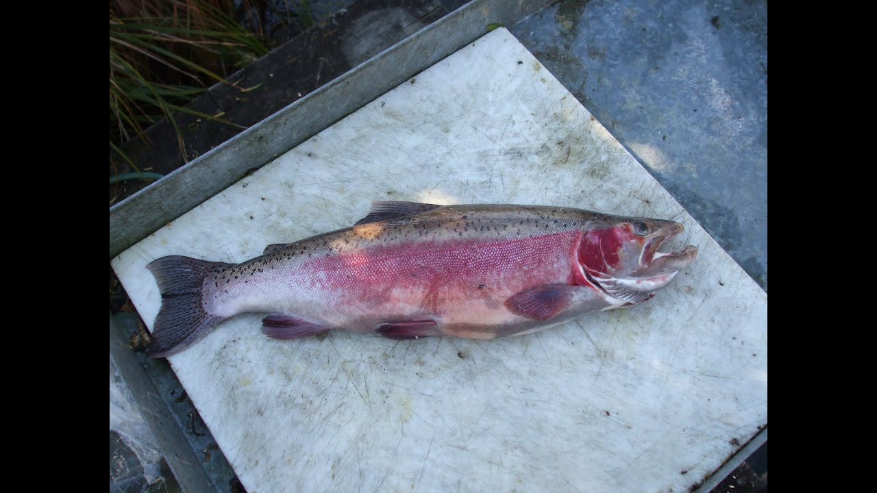 early spring trout fly fishing 2015 YouTube