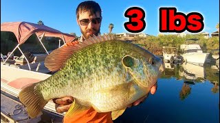 Fishing for 3 POUND SUNFISH!!