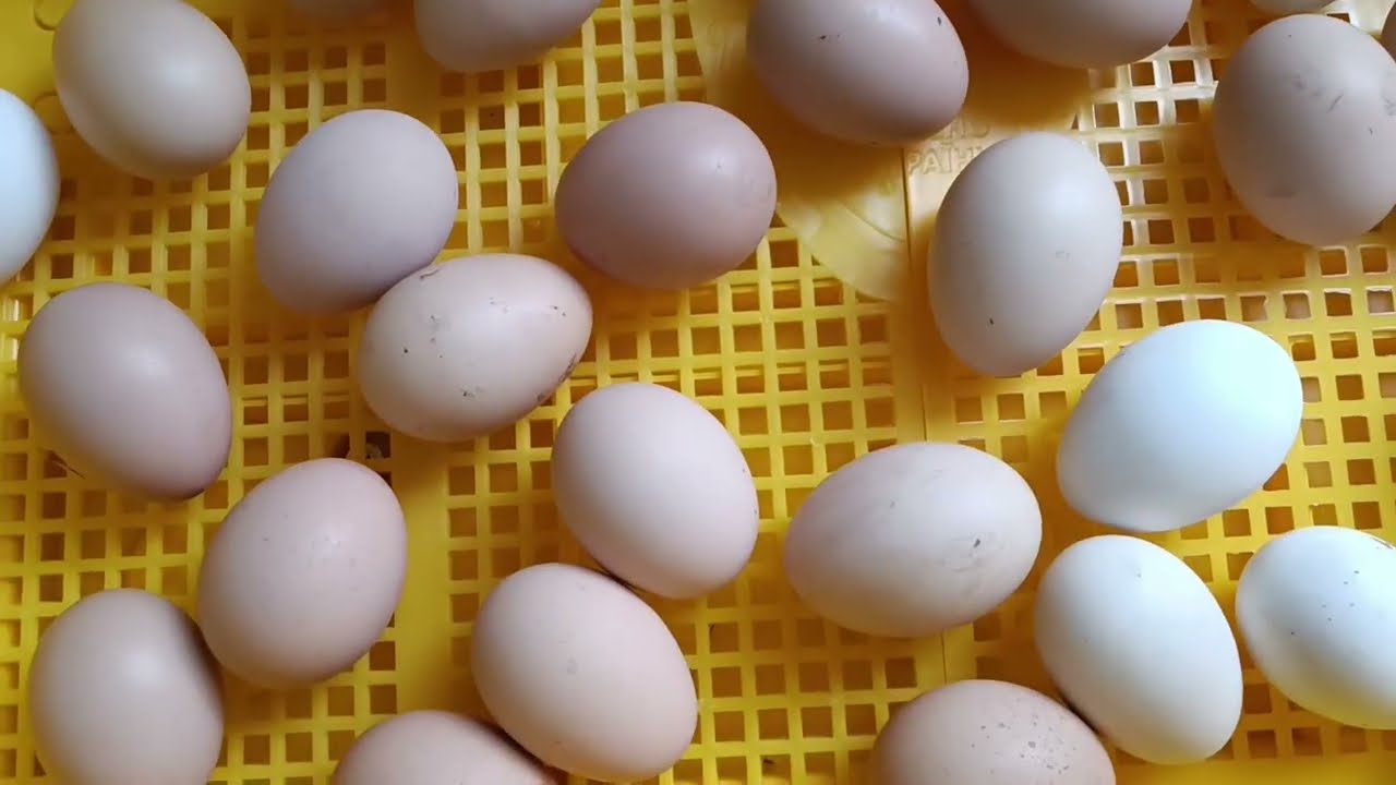 МОЯ ПРОБНА ІНКУБАЦІЯ В ''ТЕПЛУШІ'' ЕВРО  88.НЕ ВСЕ ТАК І ПОГАНО.