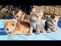 Meowing Scottish Fold kittens bask in the spring sun in the garden.