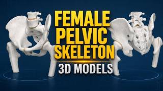 Exploring Female Pelvic Anatomy with 3D Bone Modeling