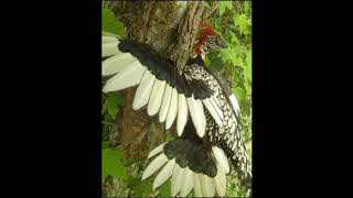 Archaeopteryx Realistic Sounds