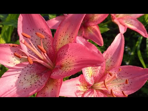 КАК БЫСТРО РАЗМНОЖИТЬ