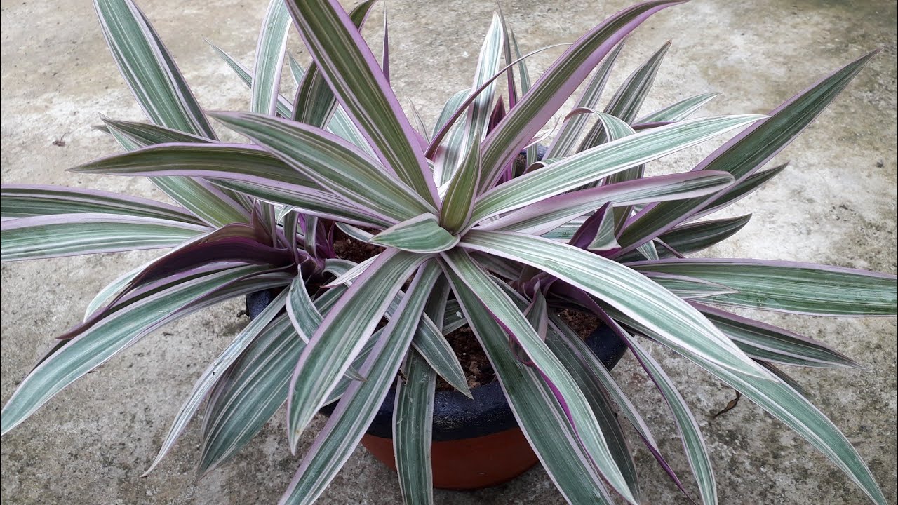 Rhoeo plant care in malayalam YouTube