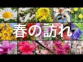 【春到来】いろいろな花 きれいな花