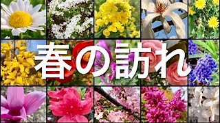 【春到来】いろいろな花 きれいな花