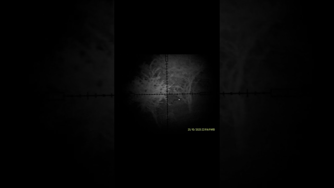 caza de vizcachas con PNEUMAX 7.62 