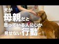 犬が飼い主を母親だと思っている時にしか見せない行動