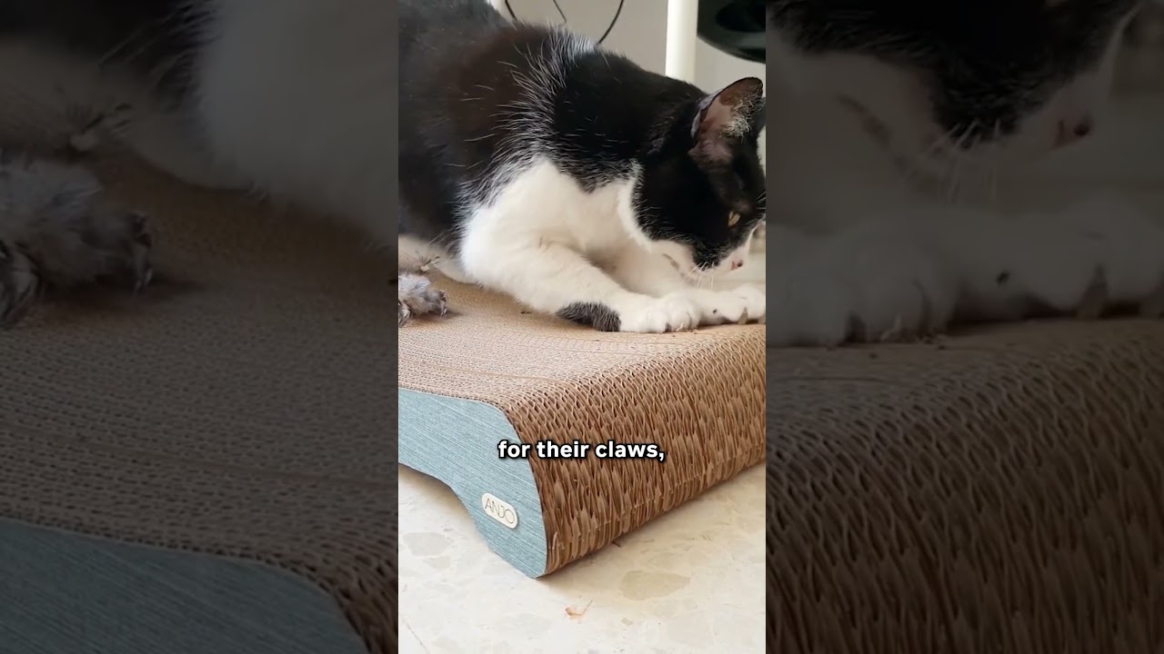 4 причины, по которым кошки точат когти! 🙀🐾