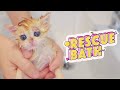 First Bath For Rescue Kitten | Cat Ringworm Medicated Bath | Lucky Pawison