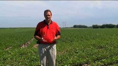 Soybean Cyst Nematode
