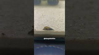 Snails crawling on the sand #snail #animals #shortvideo