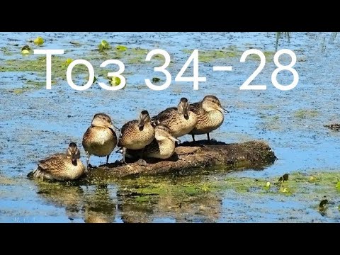 Крым.Охота на утку с живыми подсадными с ружьём Тоз 34-28