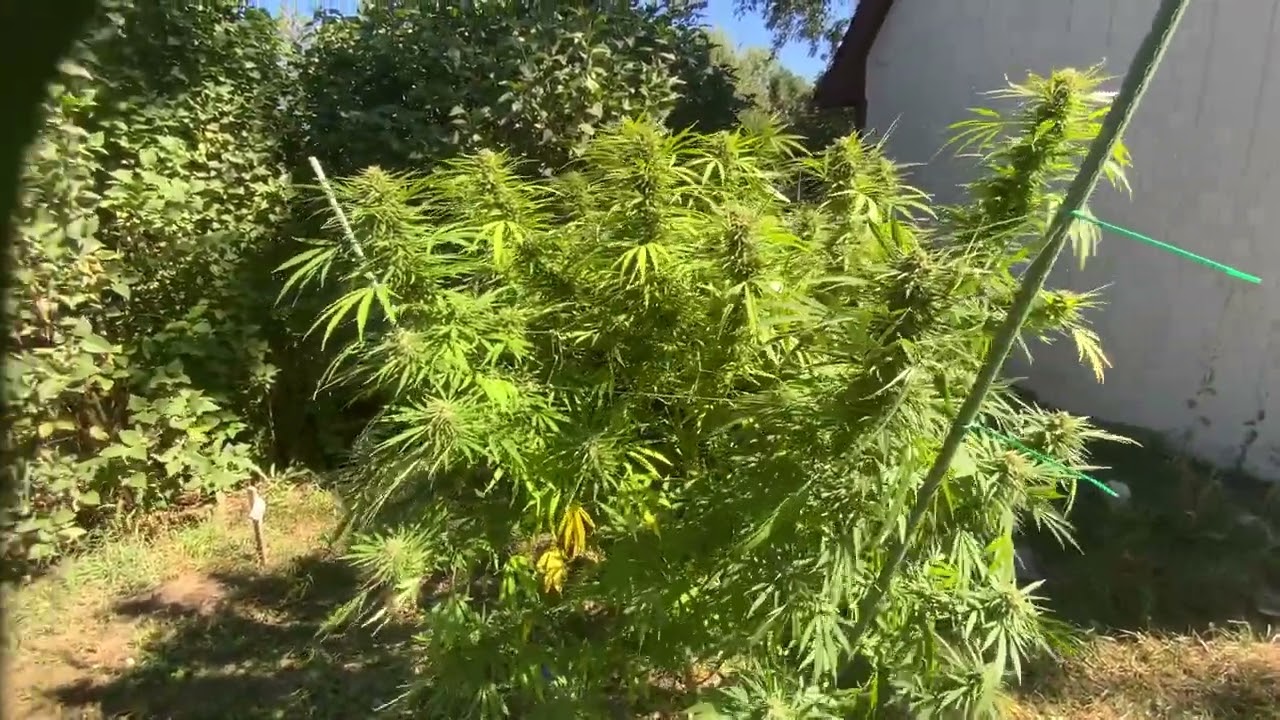 Michigan outdoor grow 