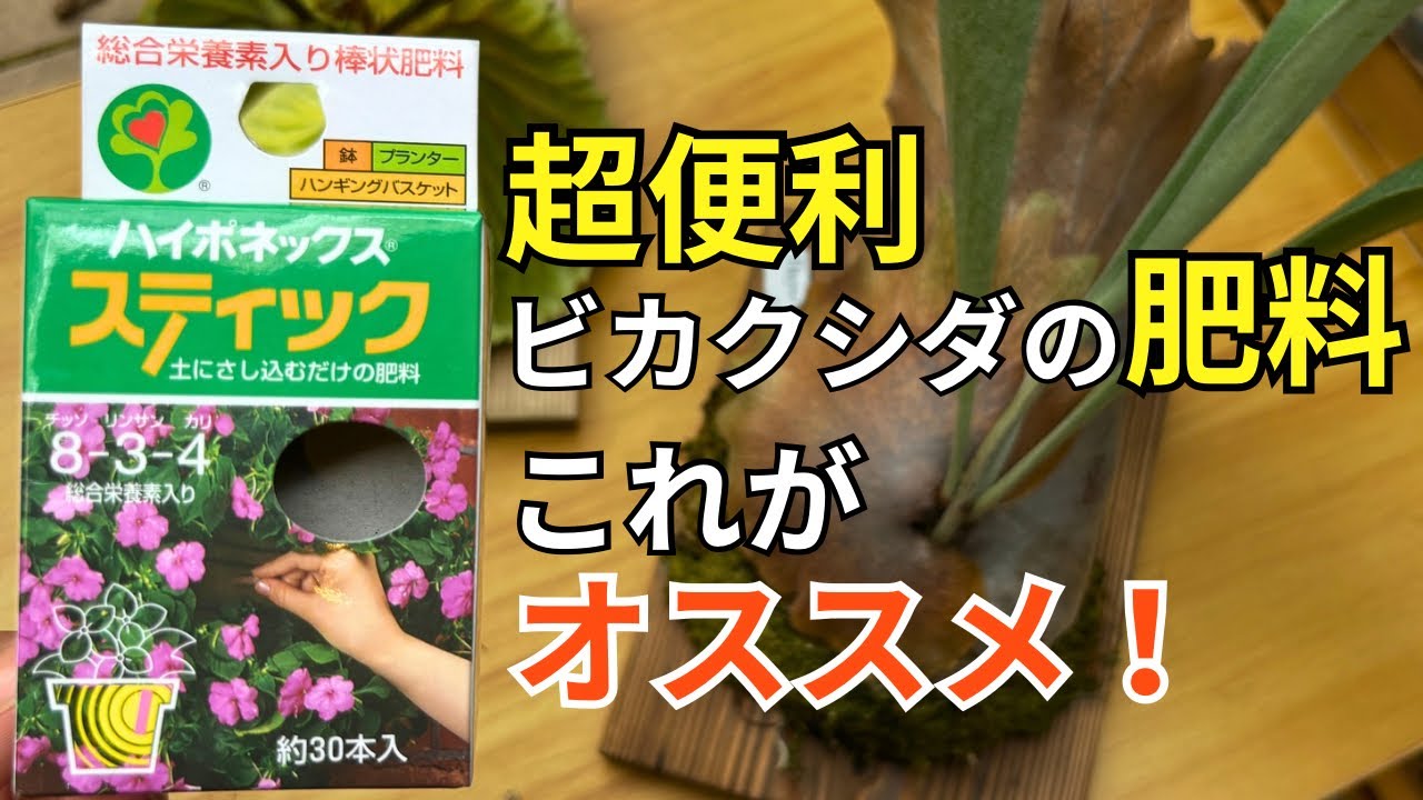 Fertilizer for Platycodon grandiflorum! Introduction and usage of