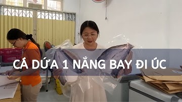 Chia sẻ quy cách đóng thùng khô cá dứa 1 nắng bay từ Việt Nam sang Úc