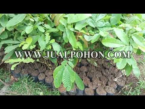 Bibit Buah Unggul Matoa Ready Stok Banyak