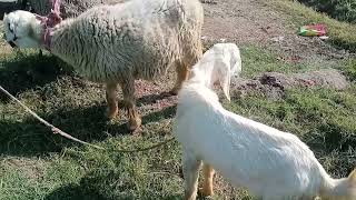 Animals natural meeting | mating natural Animals |horse mating & donkey mating | #cowmeeting