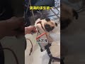 狗又能有多怂呢 狗又能有多怂呢
