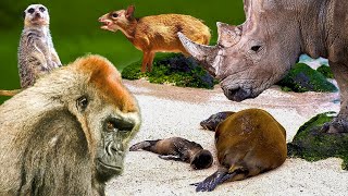 Beautiful Wild Kingdom Real Sounds &amp; Relaxing Nature | Part 3