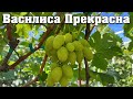 Василиса Прекрасна - нова гібридна форма винограду селекції Калугіна