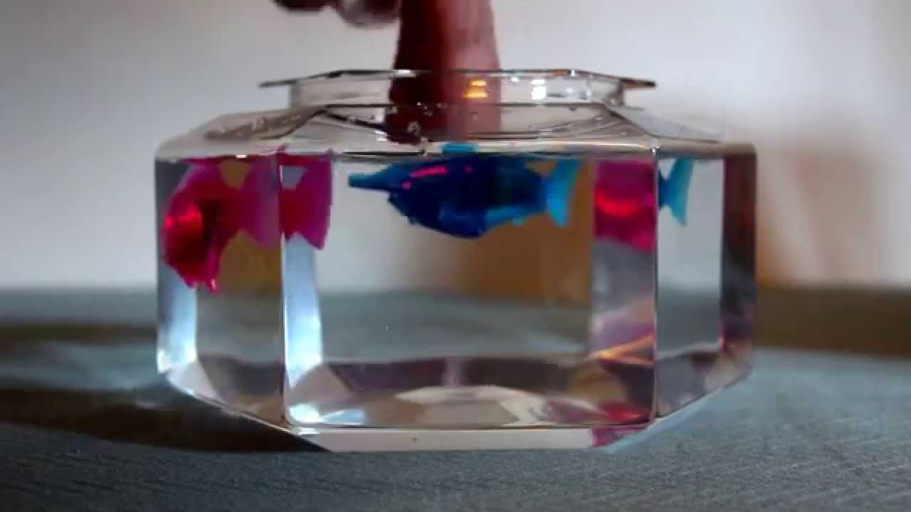 hexbug hammerhead shark