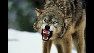 Жуткая смерть,Волчья  охота на людей, расследование убийц людоедов ,опасность волка для людей