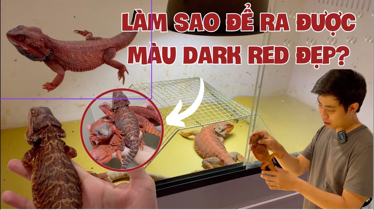 [Ep 2] Học hỏi màu Dark Red ở rồng Úc- đích đến cuối của rồng Úc/ Dark ...